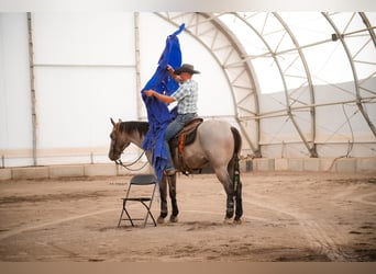 Quarter horse américain, Hongre, 3 Ans, 152 cm, Rouan Bleu