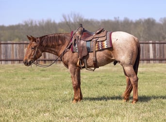 Quarter horse américain, Hongre, 3 Ans, 152 cm, Rouan Rouge