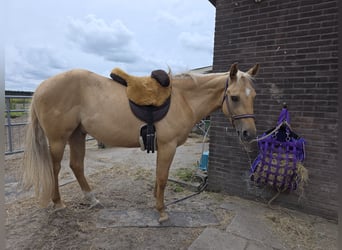 Quarter horse américain, Hongre, 3 Ans, 153 cm, Dunalino