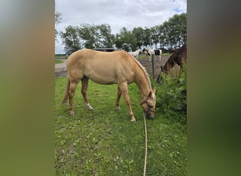 Quarter horse américain, Hongre, 3 Ans, 153 cm, Dunalino