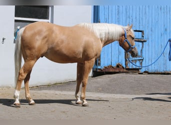 Quarter horse américain, Hongre, 3 Ans, 153 cm, Palomino