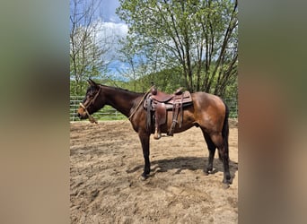 Quarter horse américain, Hongre, 3 Ans, 154 cm, Bai brun