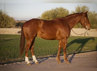 Quarter horse américain, Hongre, 3 Ans, 155 cm, Alezan cuivré