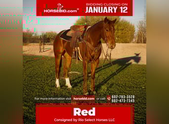 Quarter horse américain, Hongre, 3 Ans, 155 cm, Alezan cuivré