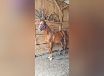 Quarter horse américain, Hongre, 3 Ans, 155 cm, Alezan