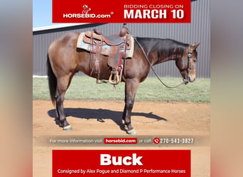 Quarter horse américain, Hongre, 3 Ans, 155 cm, Buckskin