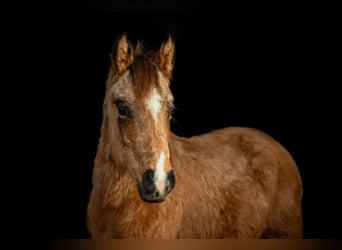 Quarter horse américain, Hongre, 3 Ans, 155 cm, Buckskin