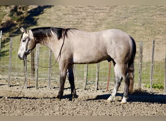 Quarter horse américain, Hongre, 3 Ans, 155 cm, Gris