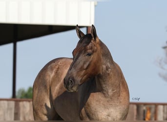 Quarter horse américain, Hongre, 3 Ans, 155 cm, Grullo