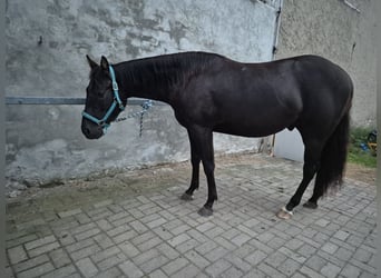 Quarter horse américain, Hongre, 3 Ans, 155 cm, Noir