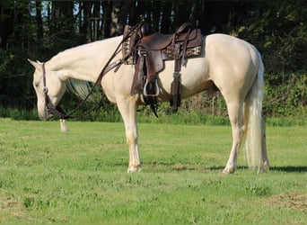 Quarter horse américain, Hongre, 3 Ans, 155 cm, Palomino