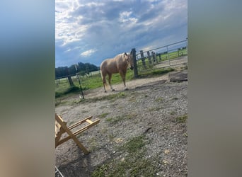 Quarter horse américain, Hongre, 3 Ans, 155 cm, Palomino