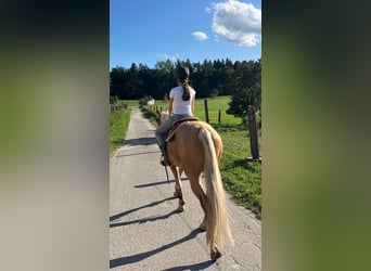 Quarter horse américain, Hongre, 3 Ans, 155 cm, Palomino