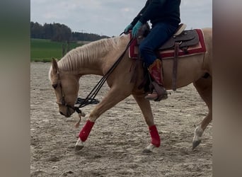 Quarter horse américain, Hongre, 3 Ans, 155 cm, Palomino