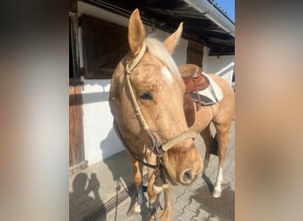 Quarter horse américain, Hongre, 3 Ans, 155 cm, Palomino