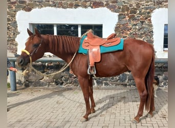 Quarter horse américain, Hongre, 3 Ans, 156 cm, Alezan