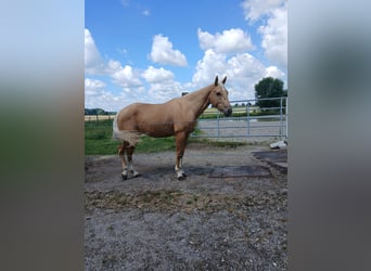 Quarter horse américain, Hongre, 3 Ans, 156 cm, Palomino