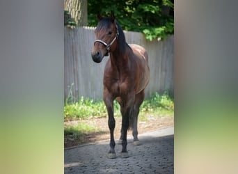 Quarter horse américain, Hongre, 3 Ans, 156 cm, Roan-Bay