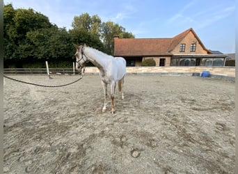Quarter horse américain, Hongre, 3 Ans, 156 cm, Tovero-toutes couleurs