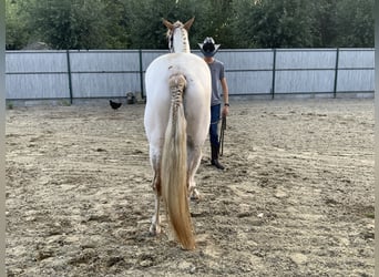 Quarter horse américain, Hongre, 3 Ans, 156 cm, Tovero-toutes couleurs