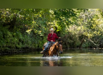 Quarter horse américain Croisé, Hongre, 3 Ans, 157 cm, Bai cerise