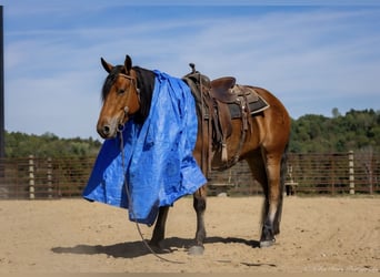 Quarter horse américain Croisé, Hongre, 3 Ans, 157 cm, Bai cerise