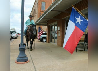 Quarter horse américain, Hongre, 3 Ans, 157 cm, Gris