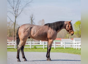 Quarter horse américain, Hongre, 3 Ans, 157 cm, Roan-Bay