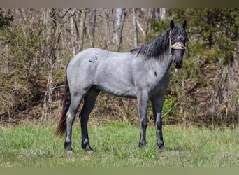 Quarter horse américain, Hongre, 3 Ans, 157 cm, Rouan Bleu
