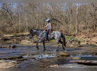 Quarter horse américain, Hongre, 3 Ans, 157 cm, Rouan Bleu