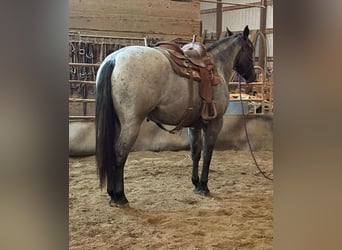Quarter horse américain Croisé, Hongre, 3 Ans, 157 cm, Rouan Bleu