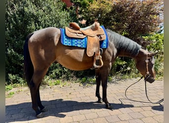 Quarter horse américain, Hongre, 3 Ans, 160 cm, Bai brun