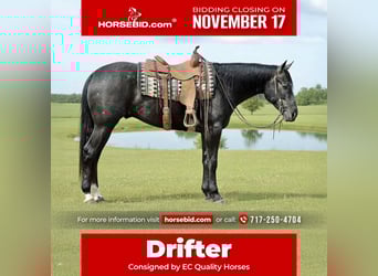 Quarter horse américain, Hongre, 3 Ans, 163 cm, Gris