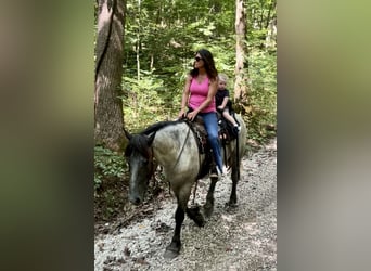 Quarter horse américain Croisé, Hongre, 3 Ans, 163 cm, Rouan Bleu