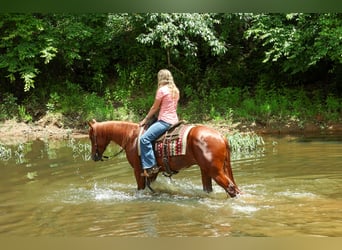 Quarter horse américain, Hongre, 3 Ans, Alezan cuivré