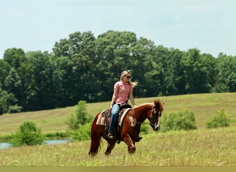 Quarter horse américain, Hongre, 3 Ans, Alezan cuivré