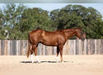Quarter horse américain, Hongre, 3 Ans, Alezan cuivré
