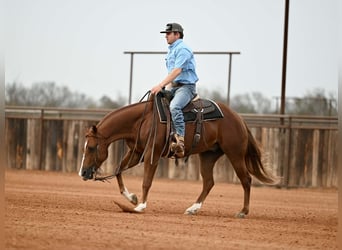 Quarter horse américain, Hongre, 3 Ans, Alezan cuivré