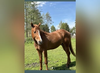 Quarter horse américain, Hongre, 3 Ans, Alezan