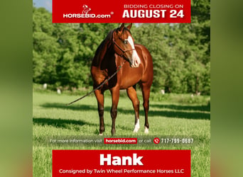 Quarter horse américain Croisé, Hongre, 3 Ans, Bai cerise
