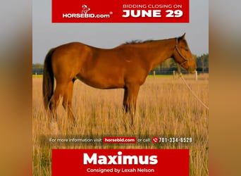Quarter horse américain, Hongre, 3 Ans, Bai cerise