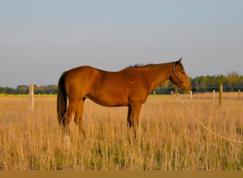 Quarter horse américain, Hongre, 3 Ans, Bai cerise