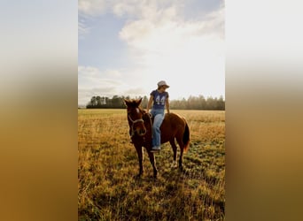 Quarter horse américain, Hongre, 3 Ans, Bai cerise