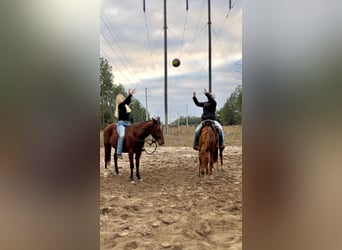 Quarter horse américain, Hongre, 3 Ans, Bai cerise