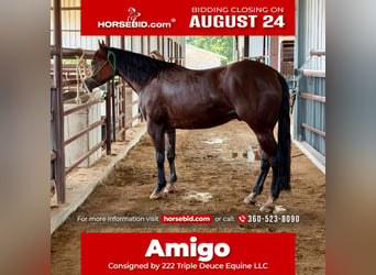 Quarter horse américain, Hongre, 3 Ans, Bai cerise