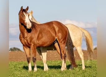 Quarter horse américain, Hongre, 3 Ans, Bai