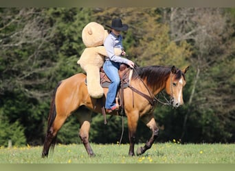 Quarter horse américain, Hongre, 3 Ans, Buckskin