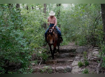 Quarter horse américain, Hongre, 3 Ans, Buckskin