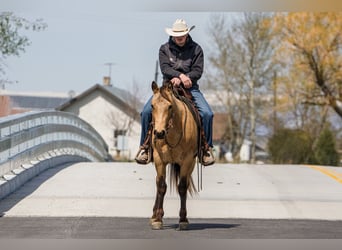 Quarter horse américain, Hongre, 3 Ans, Buckskin