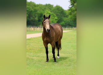 Quarter horse américain, Hongre, 3 Ans, Buckskin